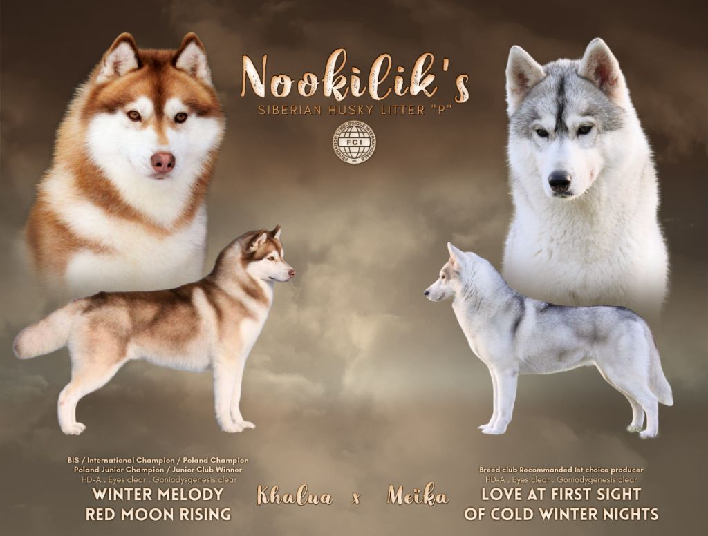 Chiot Siberian Husky Nookilik's