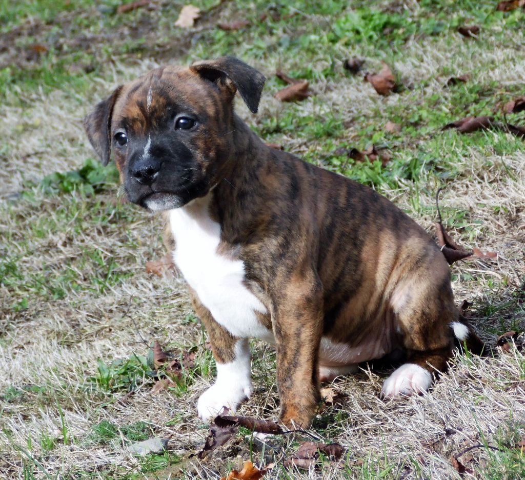 des Heritiers De Cerbere - chiots disponibles