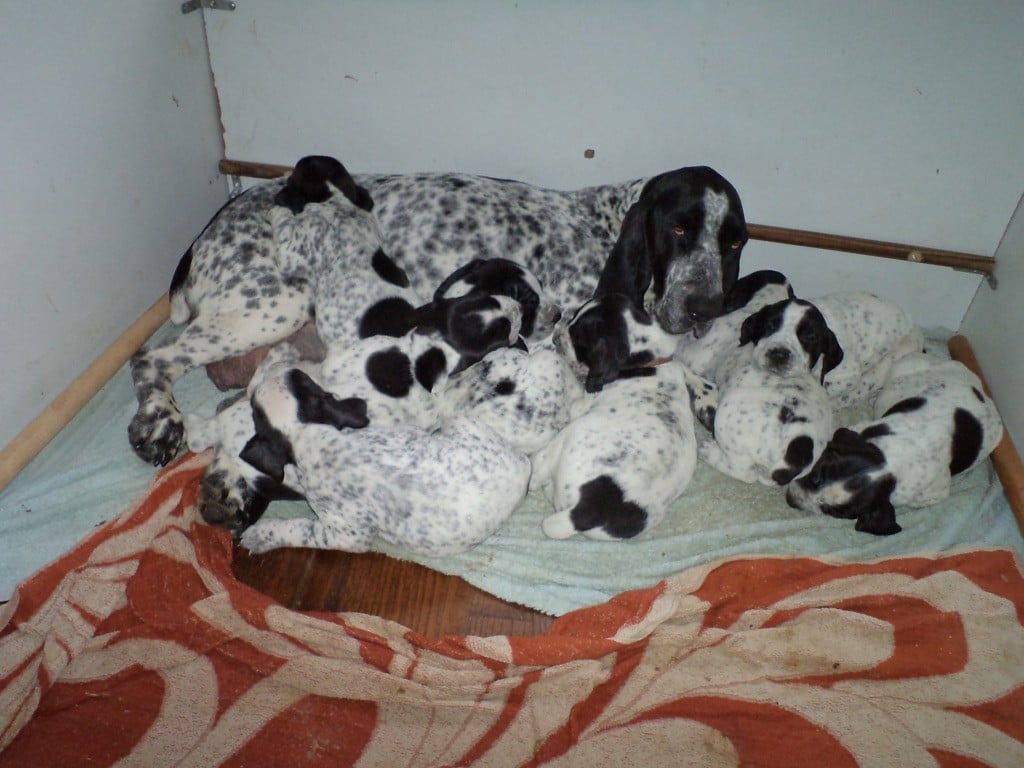 Chiot Braque d'Auvergne du Ruisseau des Neguo Fedos