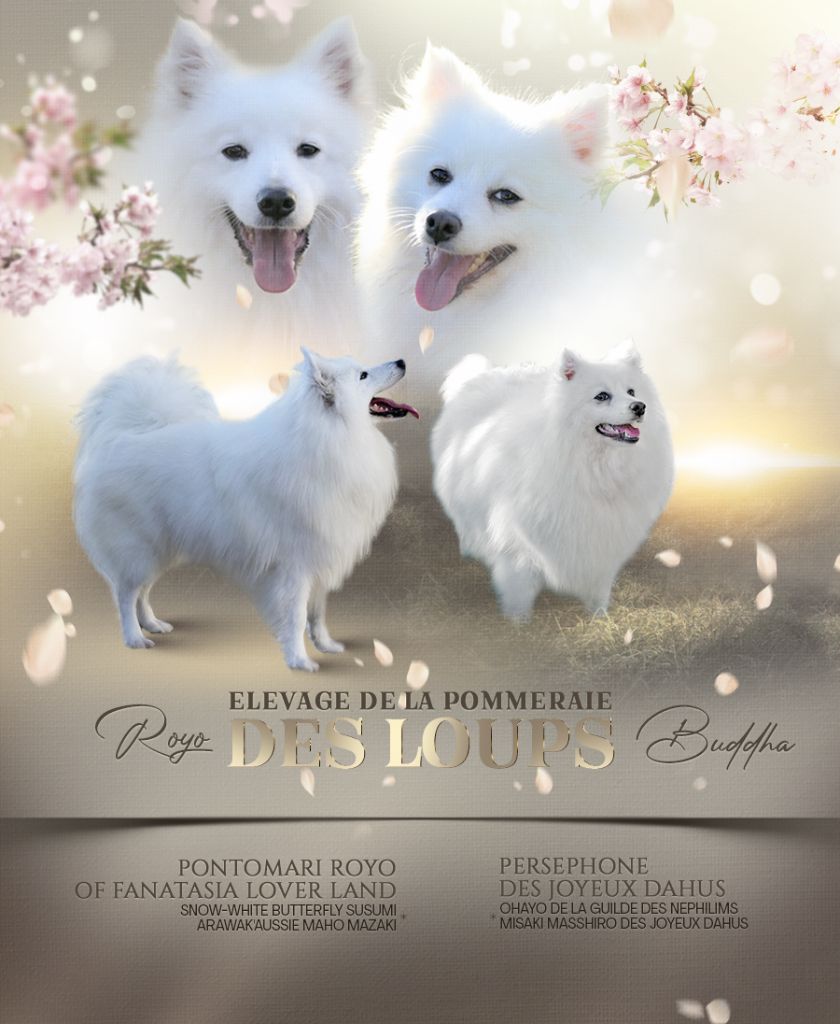 Chiot Spitz japonais de la Pommeraie des Loups