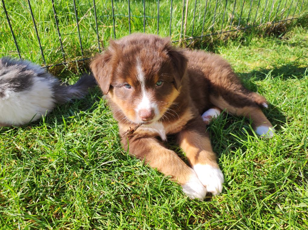 du Domaine de la Tineliere - Chiots disponibles - Berger Australien