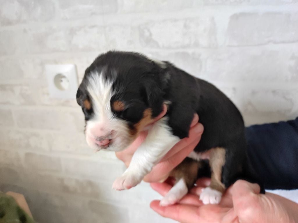 du Domaine de la Tineliere - Chiots disponibles - Berger Australien