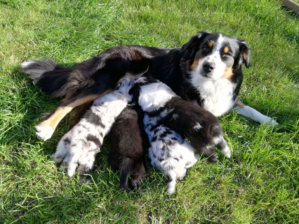 Chiot Berger Australien du Domaine de la Tineliere