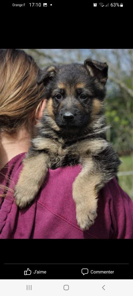 de starke wolfe - Chiots disponibles - Berger Allemand