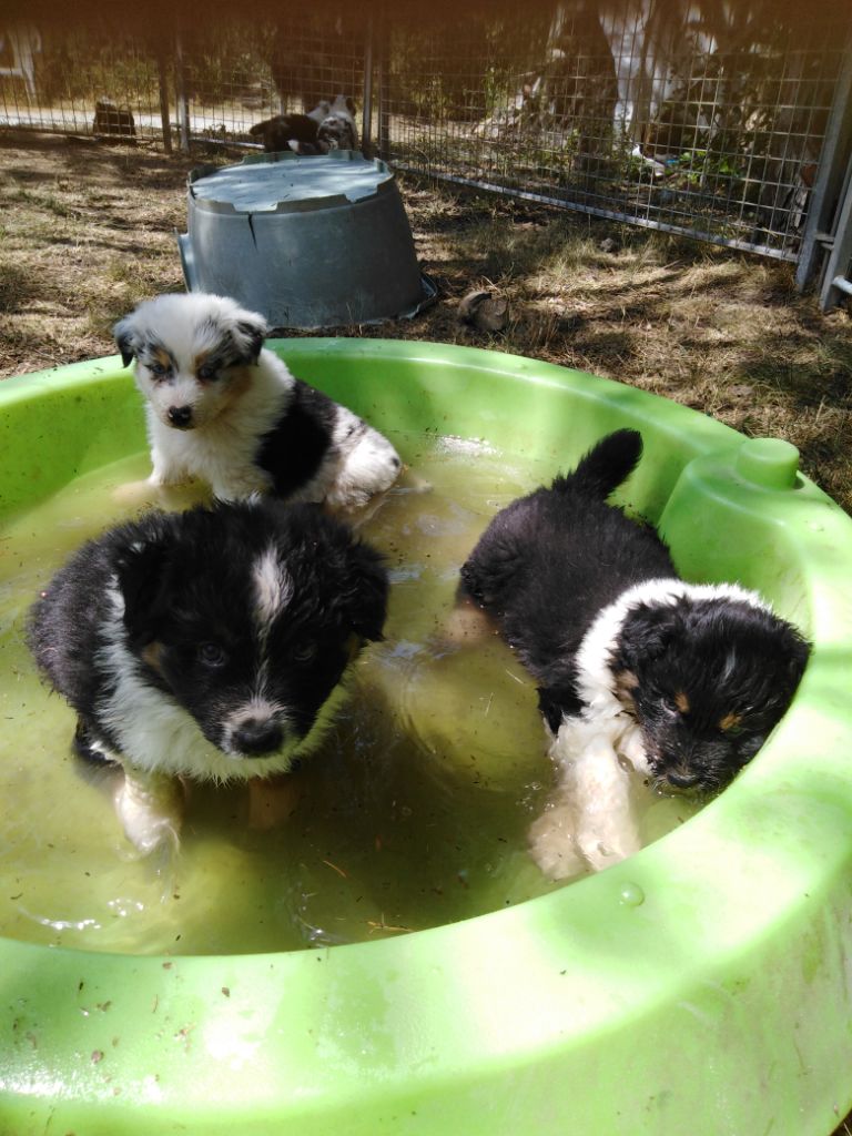 des p'Tibétains Libres - Trop bien le bain 