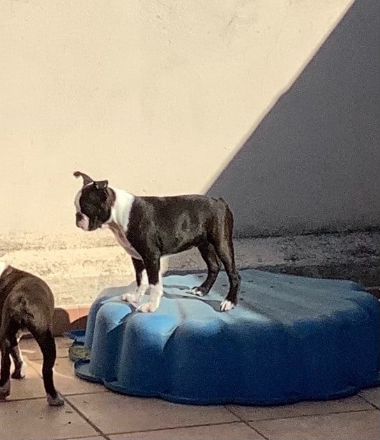 Of Stella Majoris - Chiots disponibles - Boston Terrier