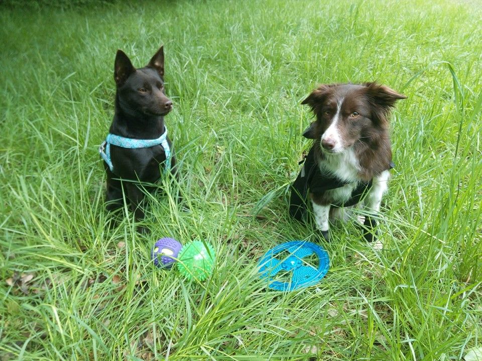 Des Fondues De Chocolat - Concours agility de Frépillon du 5 Mai 2019