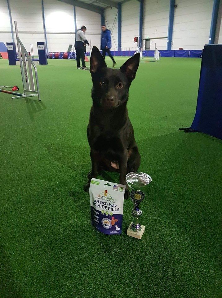 Des Fondues De Chocolat - Concours agility du 26/01/2019