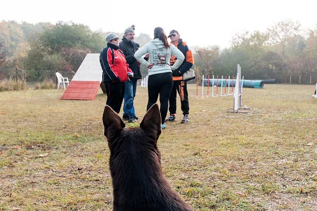 Des Fondues De Chocolat - PASS Agility