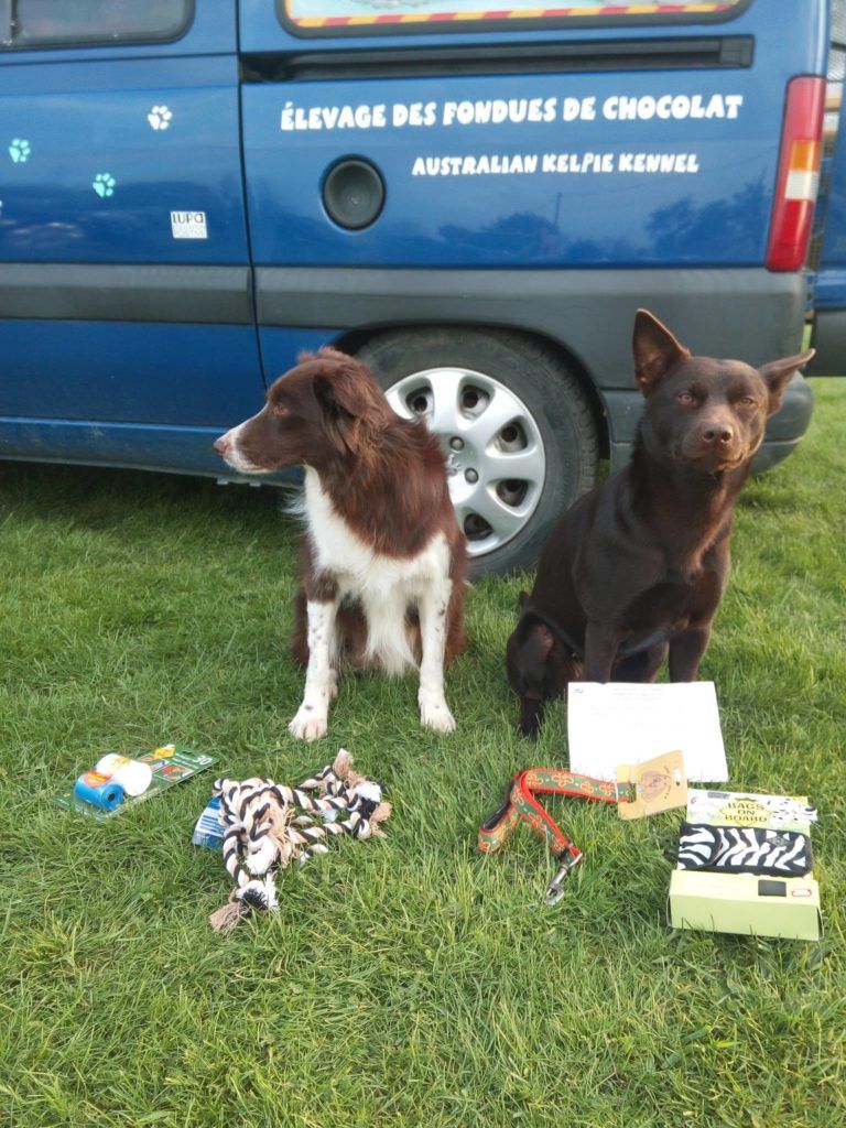 Des Fondues De Chocolat - Concours agility Goussainville du 7 Avril 2019