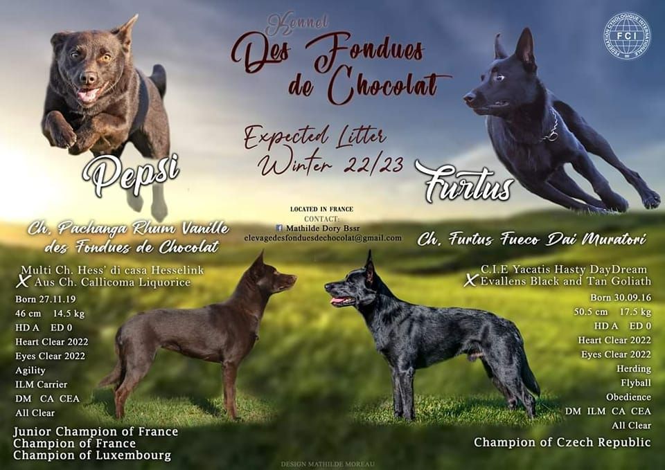 Des Fondues De Chocolat - Australian Kelpie - Portée née le 15/02/2023