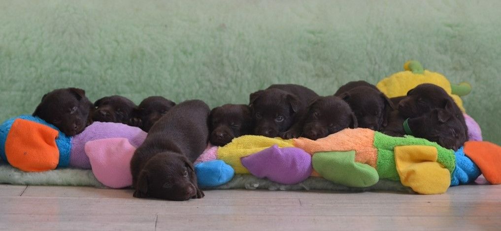 Chiot Australian Kelpie Des Fondues De Chocolat