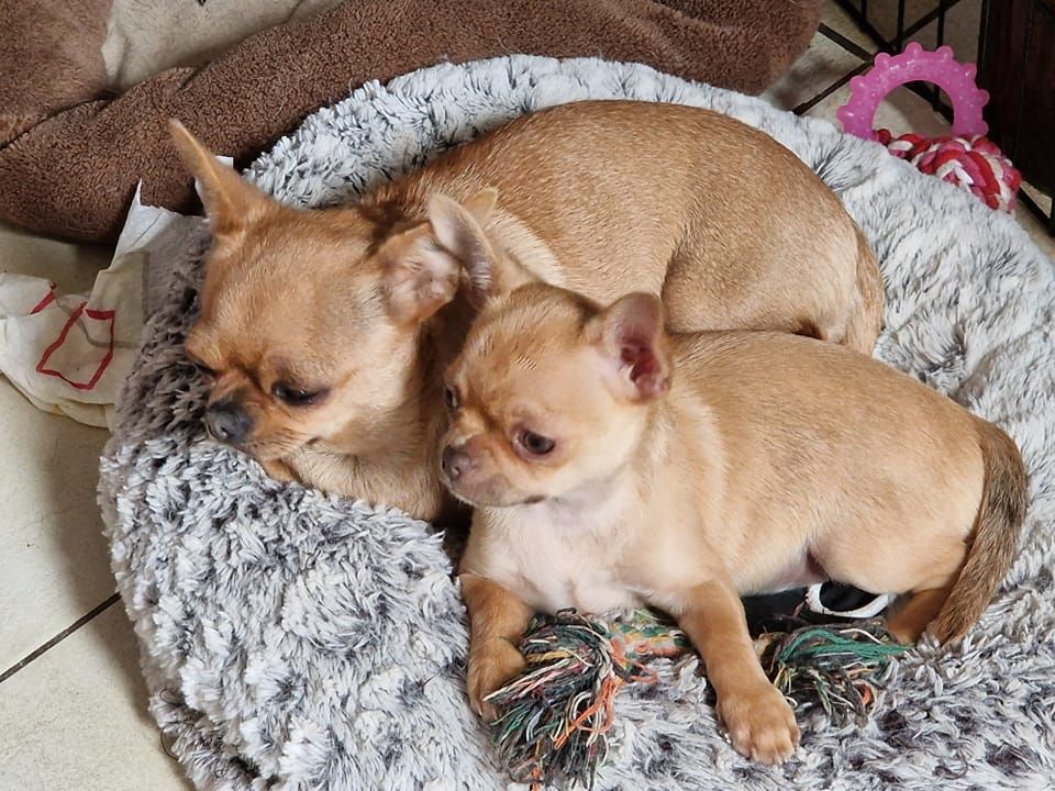 Des Sylphes de l'Ataraxie - Chiots disponibles - Chihuahua