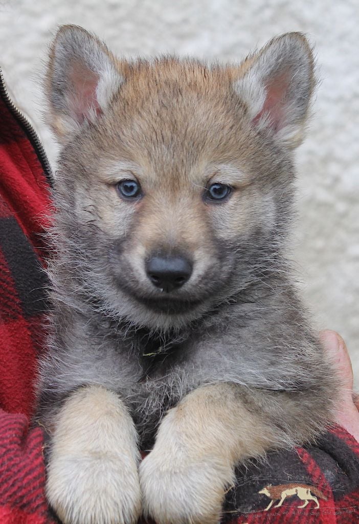 Chiot Chien-loup tchecoslovaque De La Tanière De La Loupiote