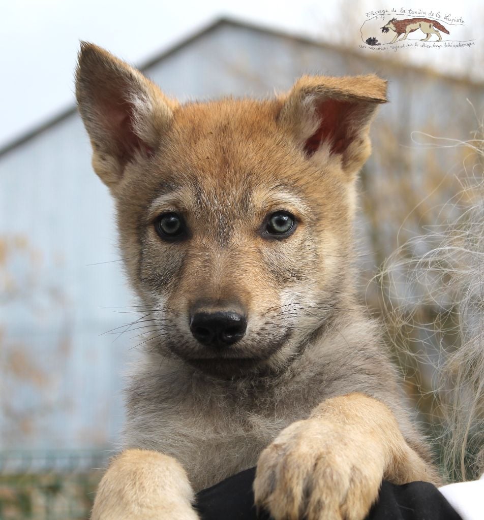 De La Tanière De La Loupiote - Chiots disponibles - Chien-loup tchecoslovaque