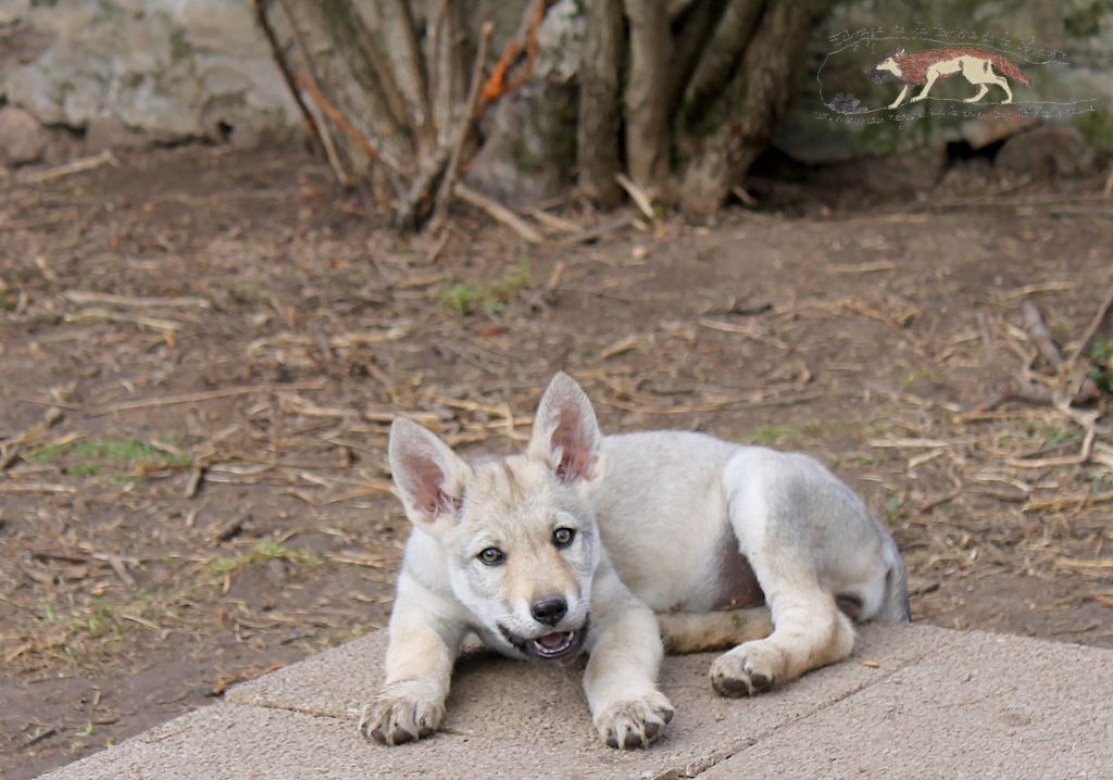 De La Tanière De La Loupiote - Chiots disponibles - Chien-loup tchecoslovaque