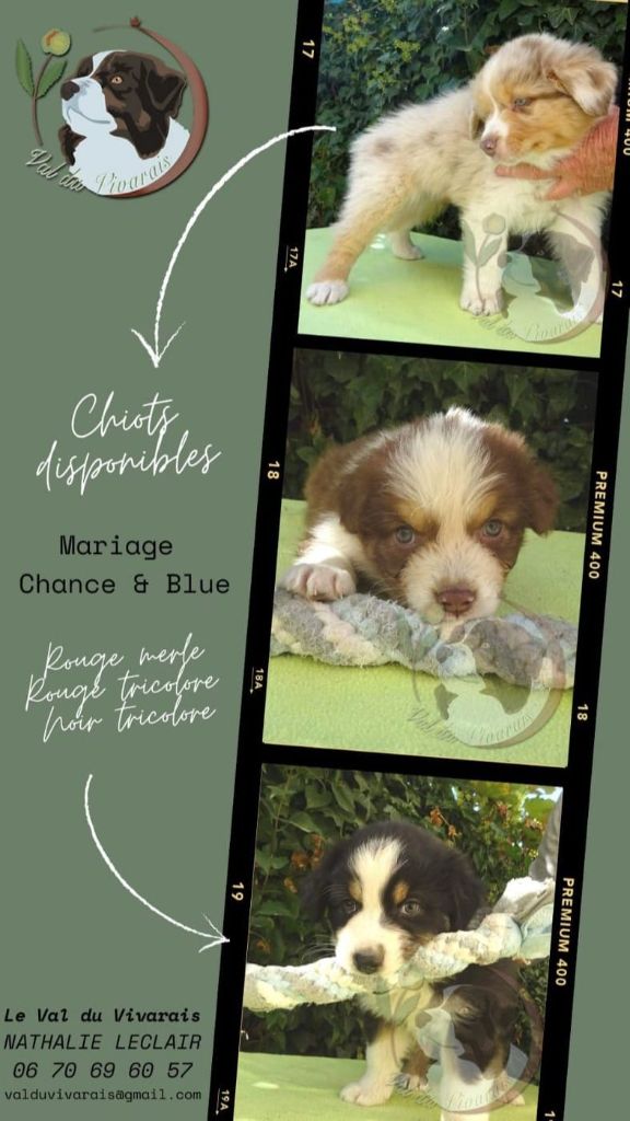 Du Val Du Vivarais - Chiots disponibles : BB Chance et Blue 