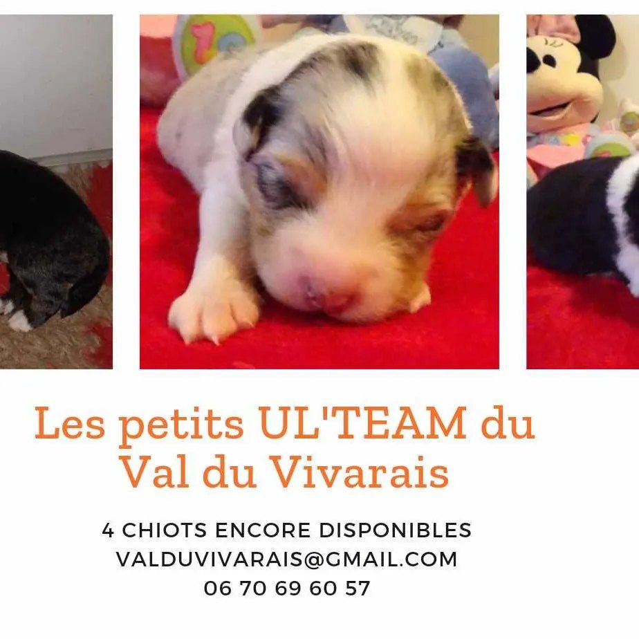 Du Val Du Vivarais - encore des chiots disponibles ! 