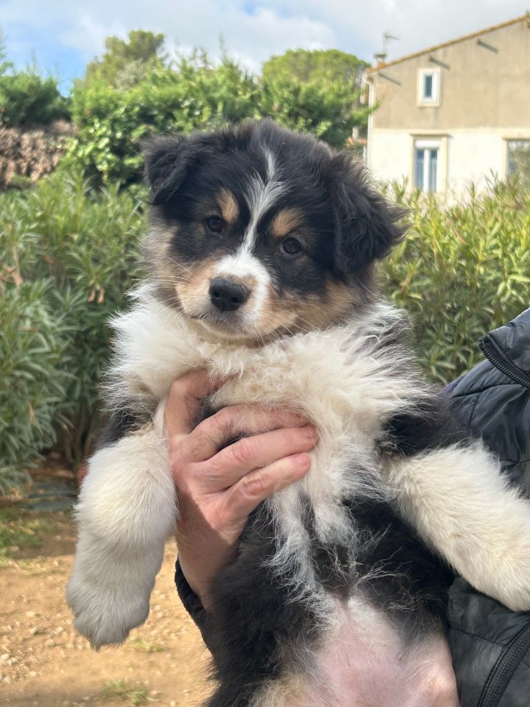 Du Val Du Vivarais - Chiots disponibles - Berger Australien