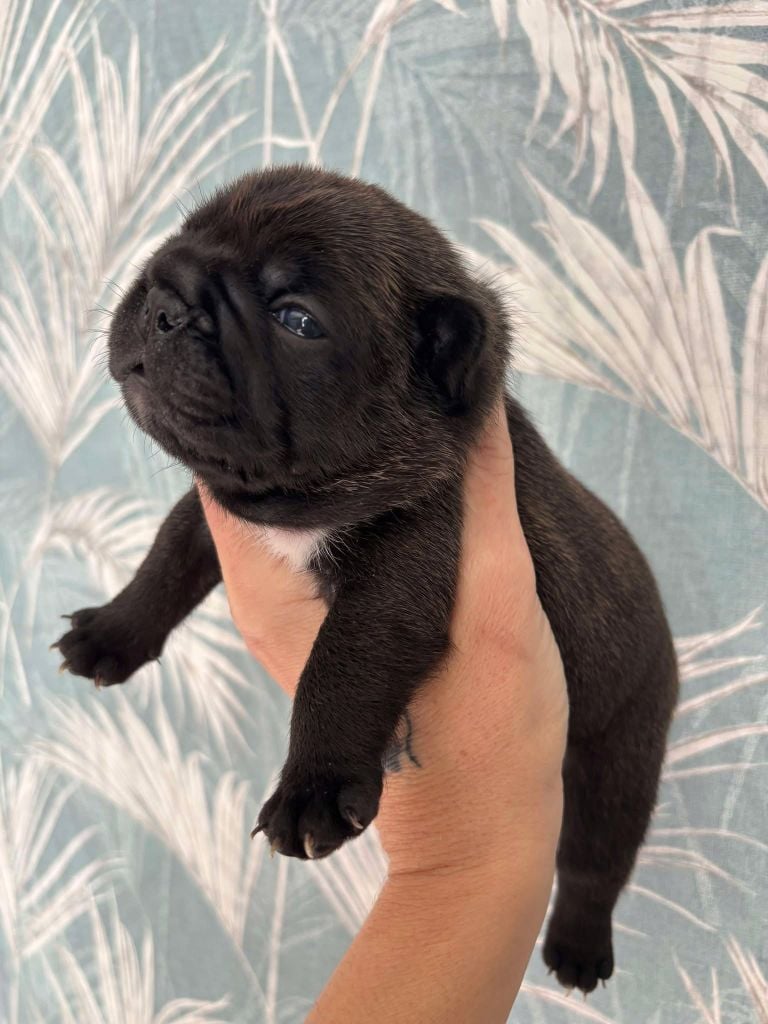 Du Bois D'Athée - Chiots disponibles - Bouledogue français