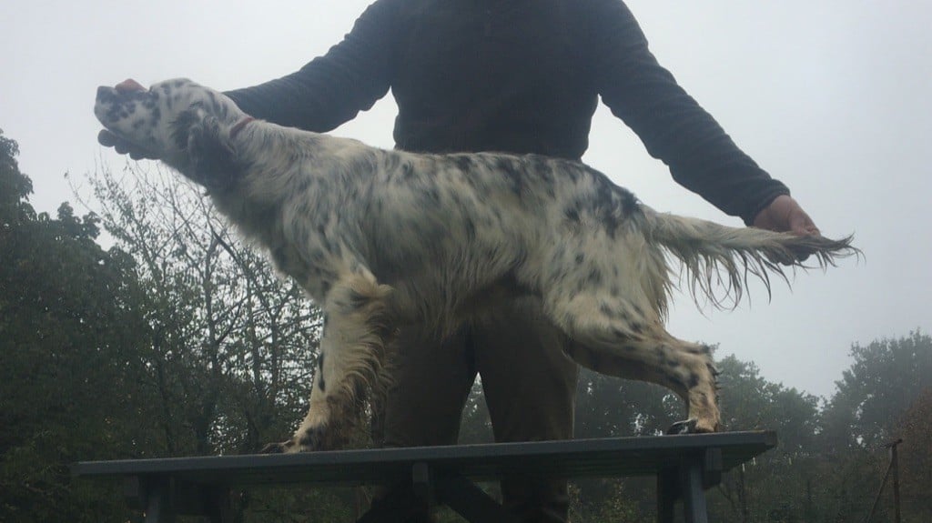 Entraînement printemps pour Pipa de Combe Saunière 