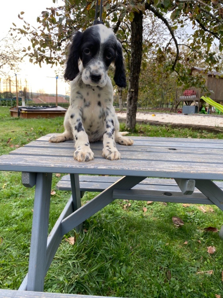 De Combe Saunière - Setter Anglais - Portée née le 01/09/2020