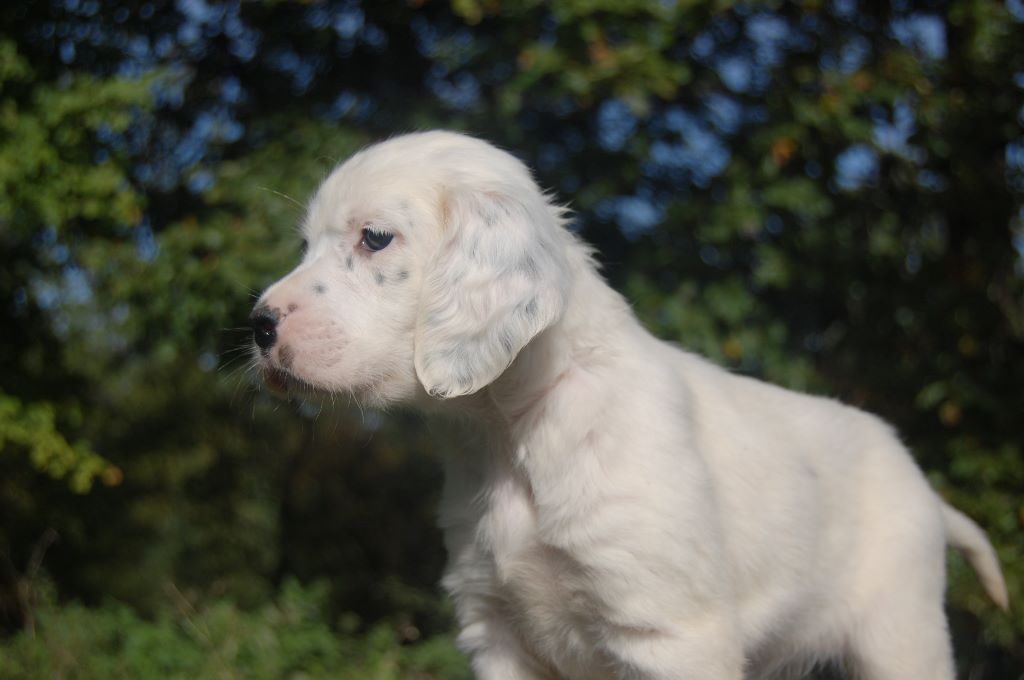 De Combe Saunière - Setter Anglais - Portée née le 15/09/2019