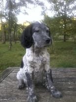 De Bernacaille - Chiots disponibles - Setter Anglais