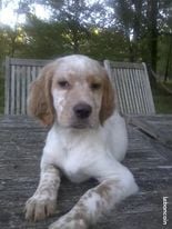 De Bernacaille - Chiots disponibles - Setter Anglais