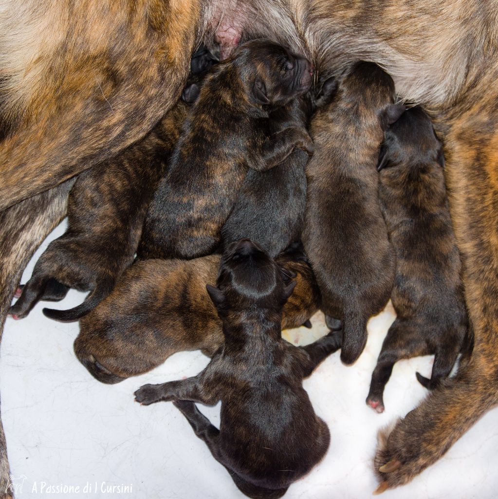 Chiot Cursinu Di Pietre Bianche