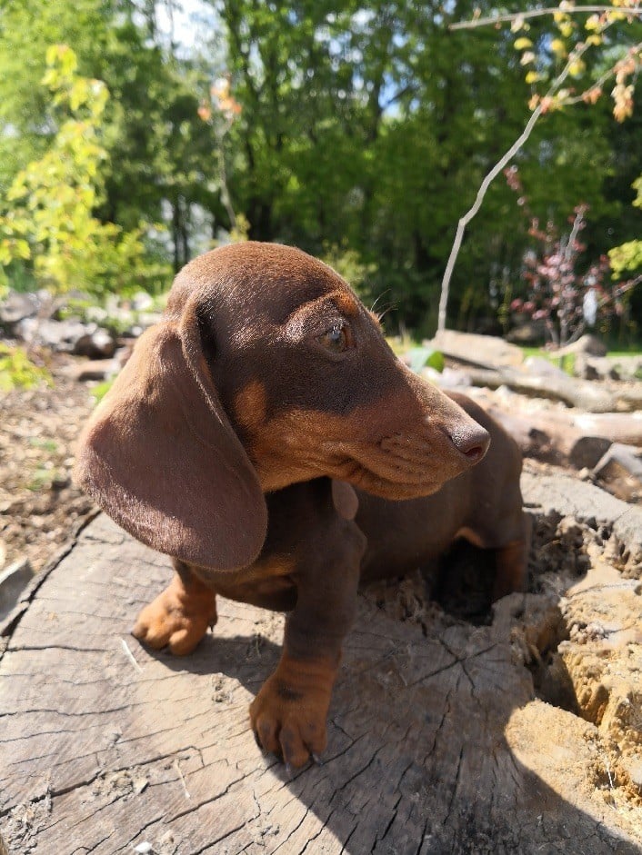 Ilex Auréu's - Adorable chiot teckel nain pail ras chocolat