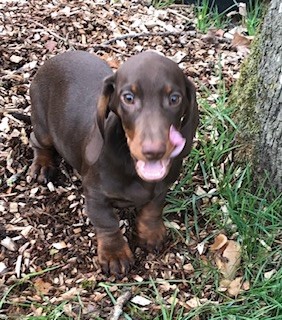 Ilex Auréu's - Adorable chiot teckel poil ras chocolat