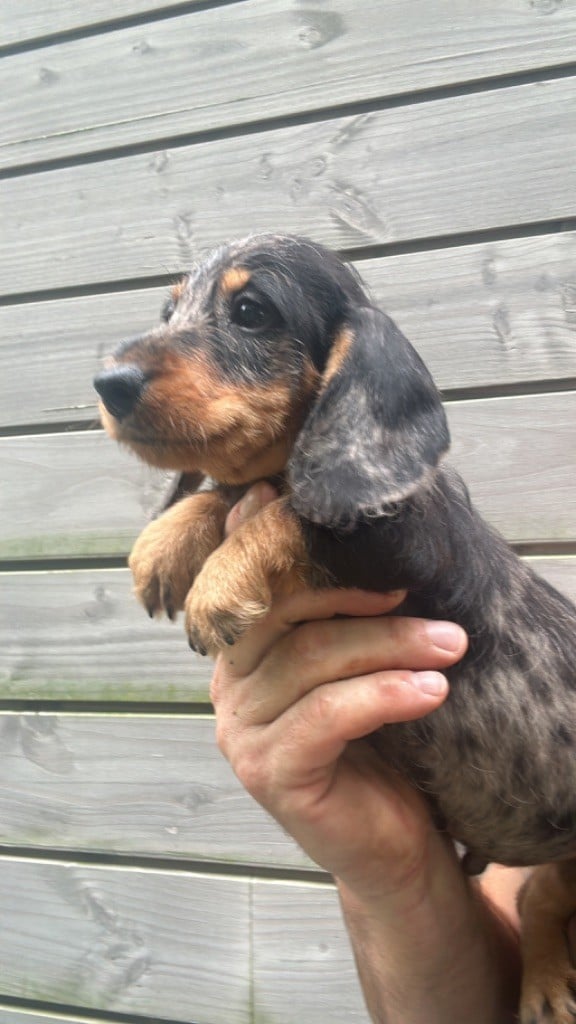 Ilex Auréu's - Chiots poil dur disponible 