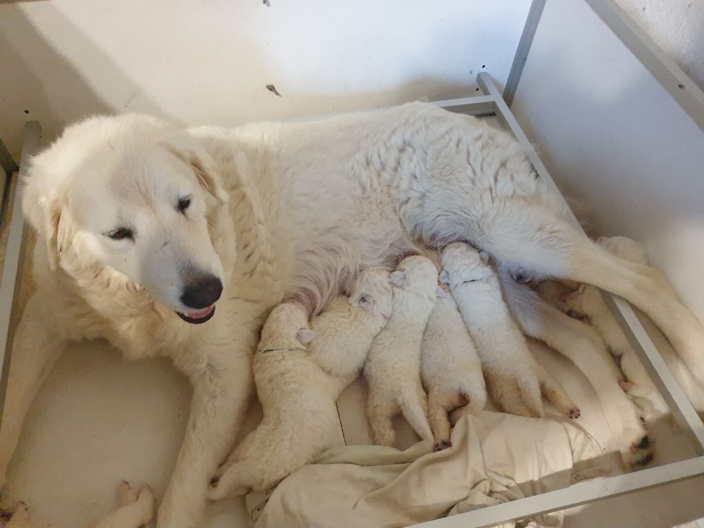 Chiot Berger de la Maremme et des Abruzzes Des Meneurs D'Illawarra