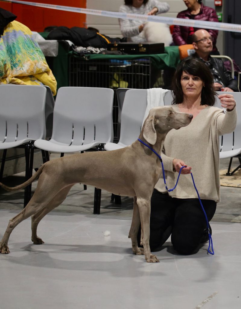 De L'Arbre Des Sephiroth - Exposition Nationale Canine de Vesoul