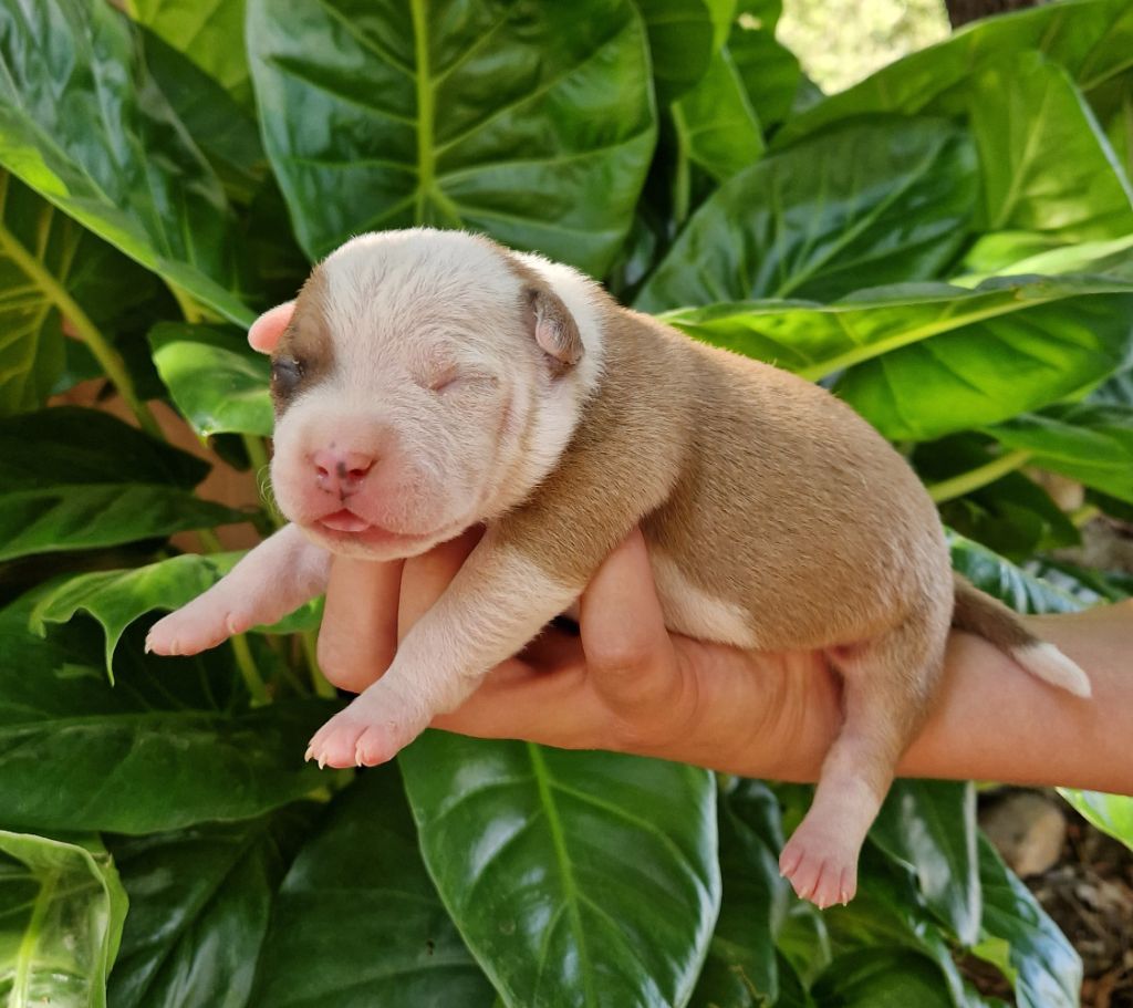 des Terres de Baïla - Chiots disponibles - American Staffordshire Terrier