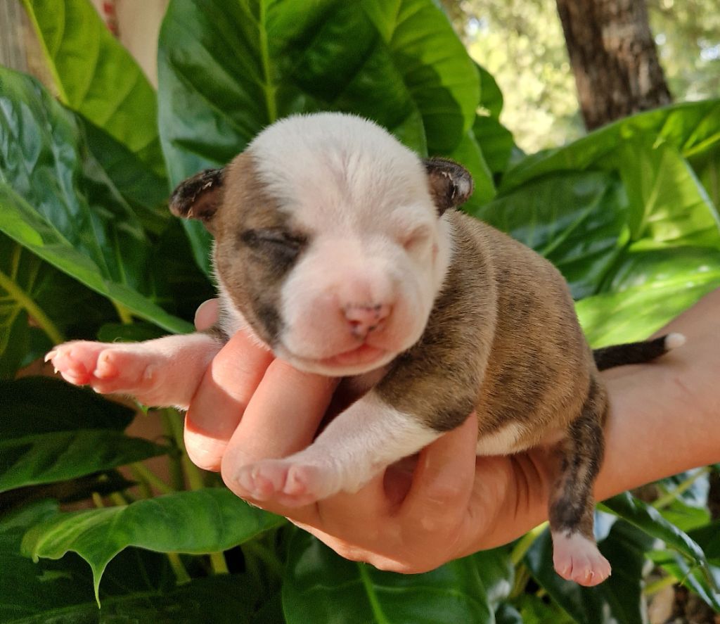 des Terres de Baïla - Chiots disponibles - American Staffordshire Terrier