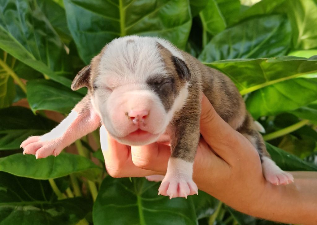 des Terres de Baïla - Chiots disponibles - American Staffordshire Terrier