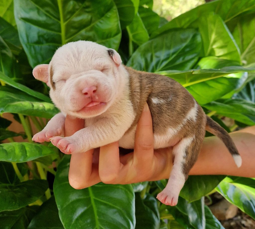 des Terres de Baïla - Chiots disponibles - American Staffordshire Terrier