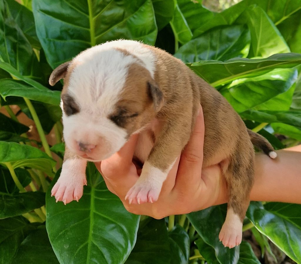 des Terres de Baïla - Chiots disponibles - American Staffordshire Terrier