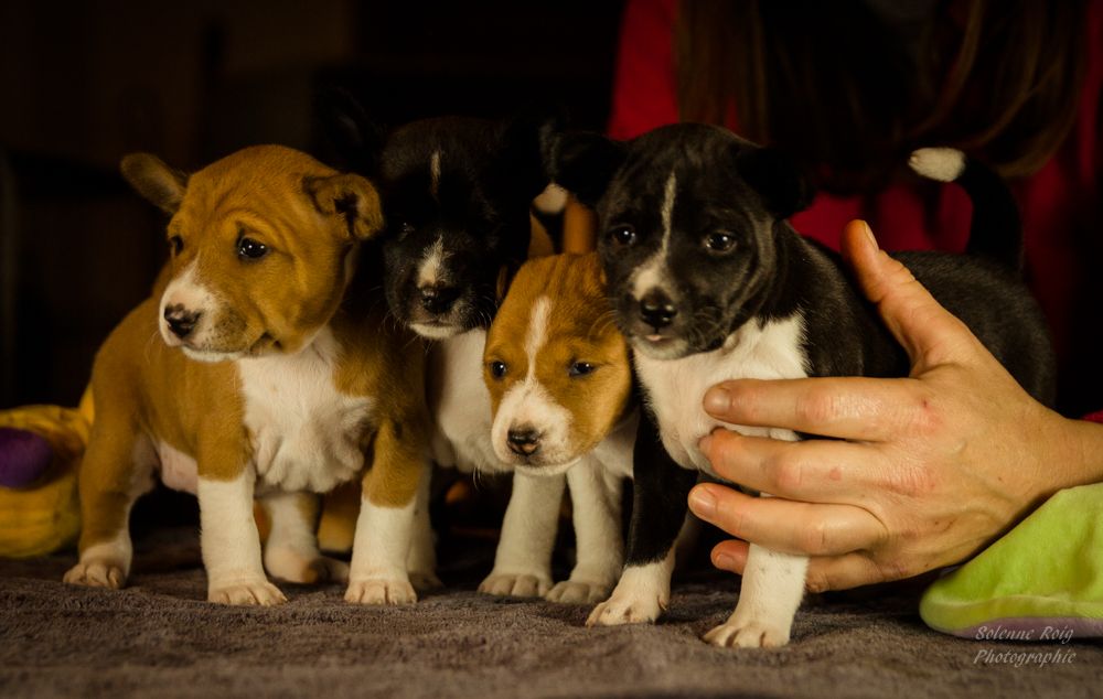 Nevali Çori - Basenji - Portée née le 28/12/2017