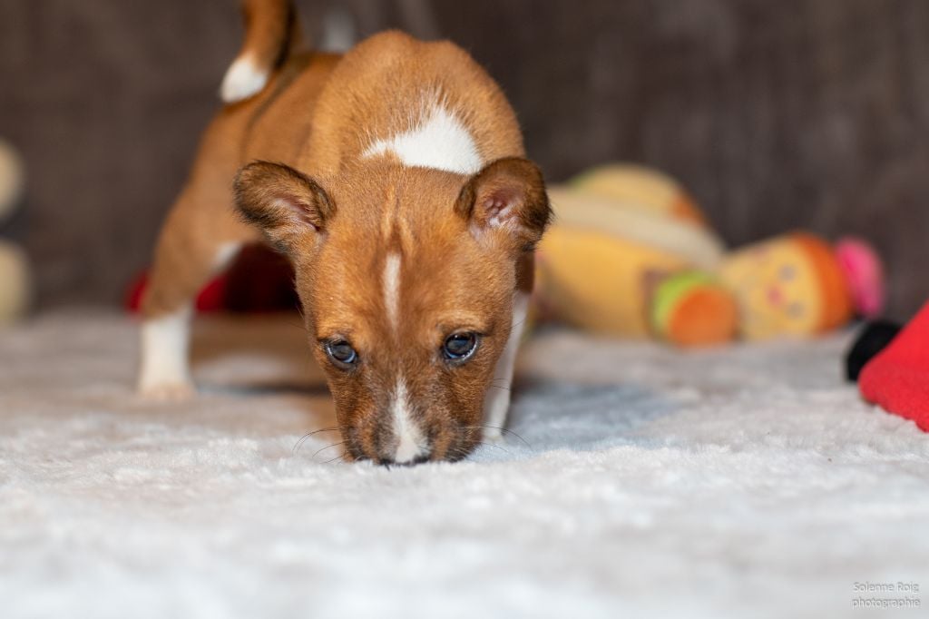 Nevali Çori - Basenji - Portée née le 23/12/2020