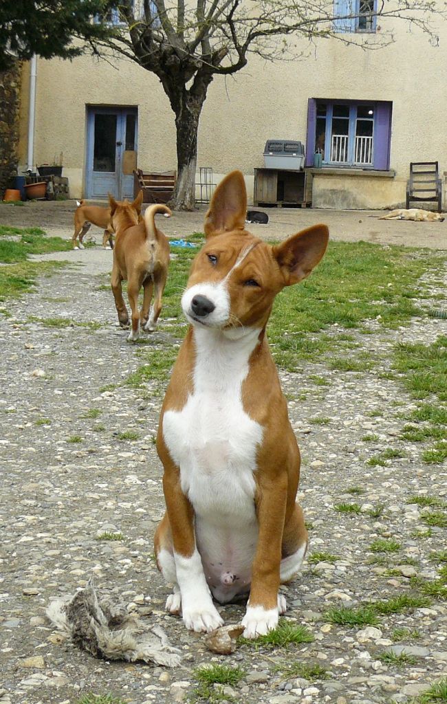 Nevali Çori - Basenji - Portée née le 23/12/2022