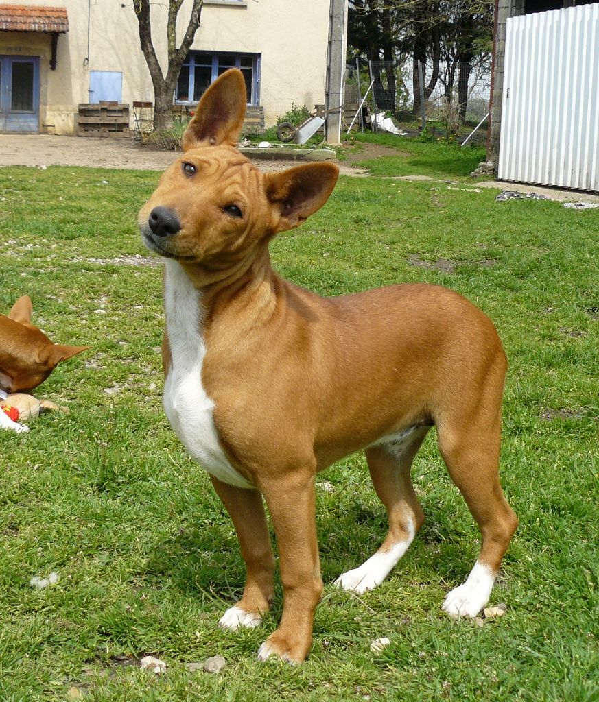 Nevali Çori - Basenji - Portée née le 13/12/2022