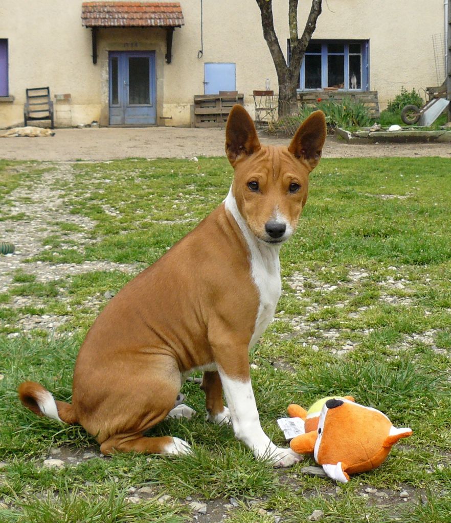 Nevali Çori - Basenji - Portée née le 15/12/2022