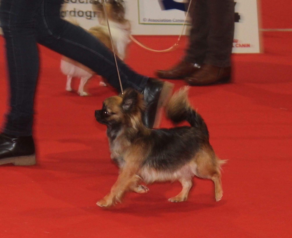 Du Coeur De Manaví - Exposition Internationale de Périgueux - Spéciale Chihuahuas