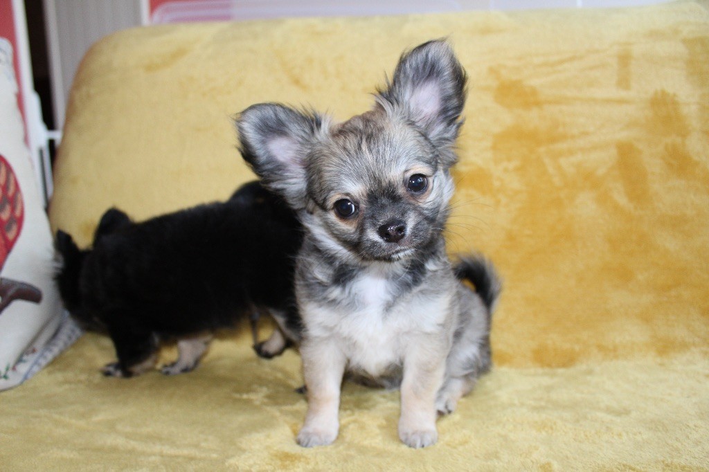 Du Coeur De Manaví - Magnifiques chihuahuas PL disponibles (rubrique chiots)