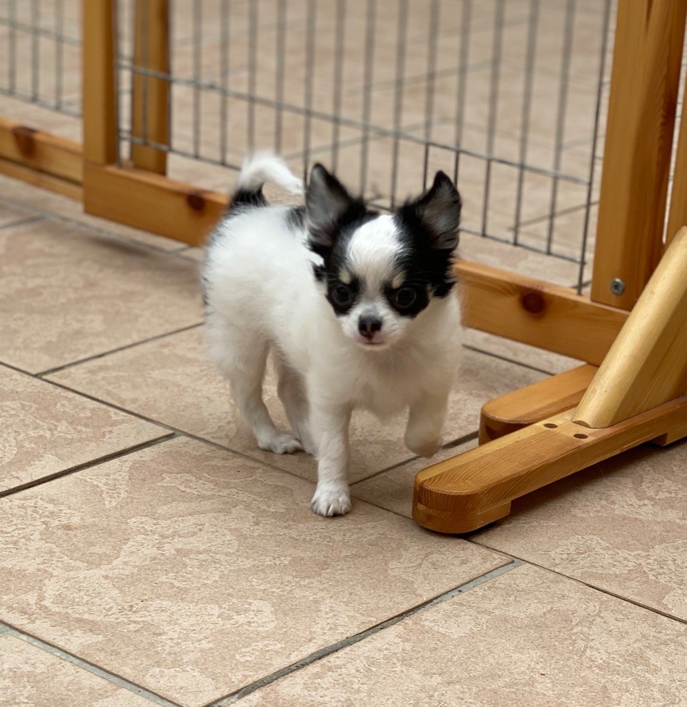 Du Coeur De Manaví - Chihuahua - Portée née le 26/06/2020