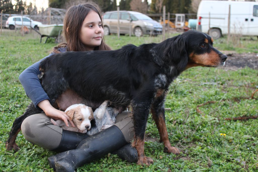 Chiot Epagneul Breton Du Mas D'Elna