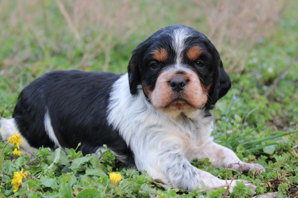 Du Mas D'Elna - Chiots disponibles - Epagneul Breton